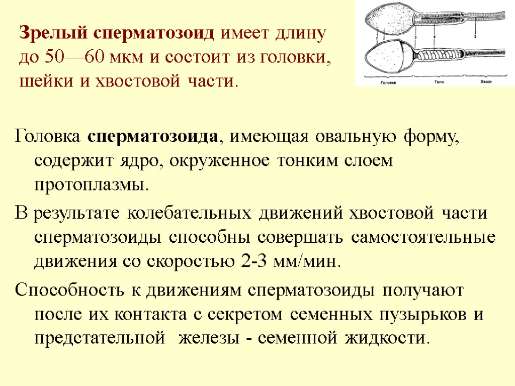 Зрелый сперматозоид имеет длину до 50—60 мкм и состоит из головки, шейки и хвостовой
